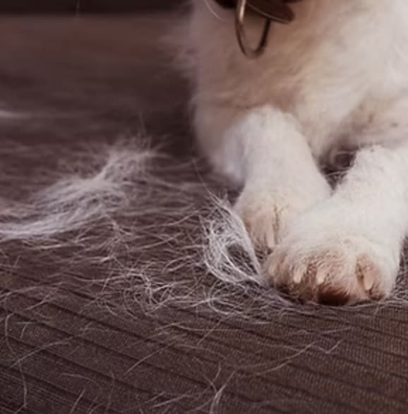reduce shedding supplements for dogs and cats