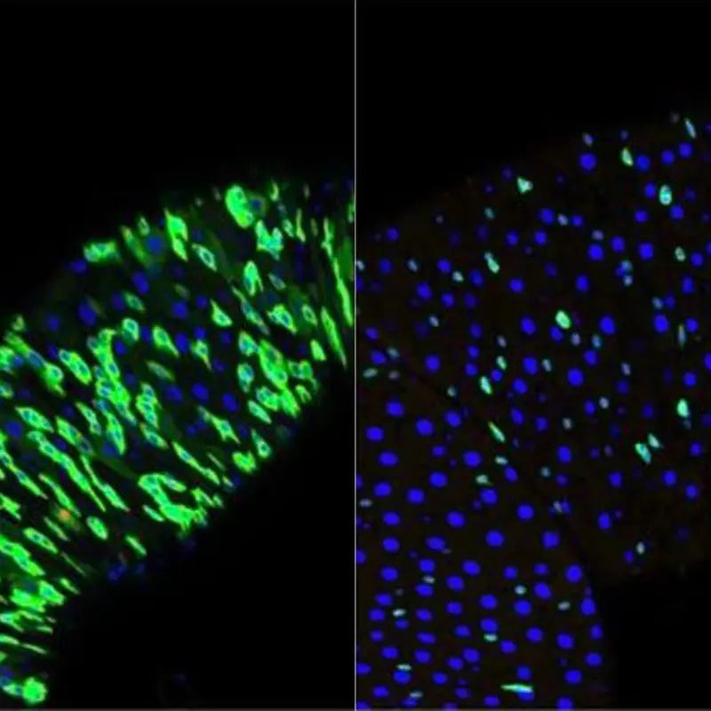 stem cell exhaustion 12 hallmarks of aging in dogs 6