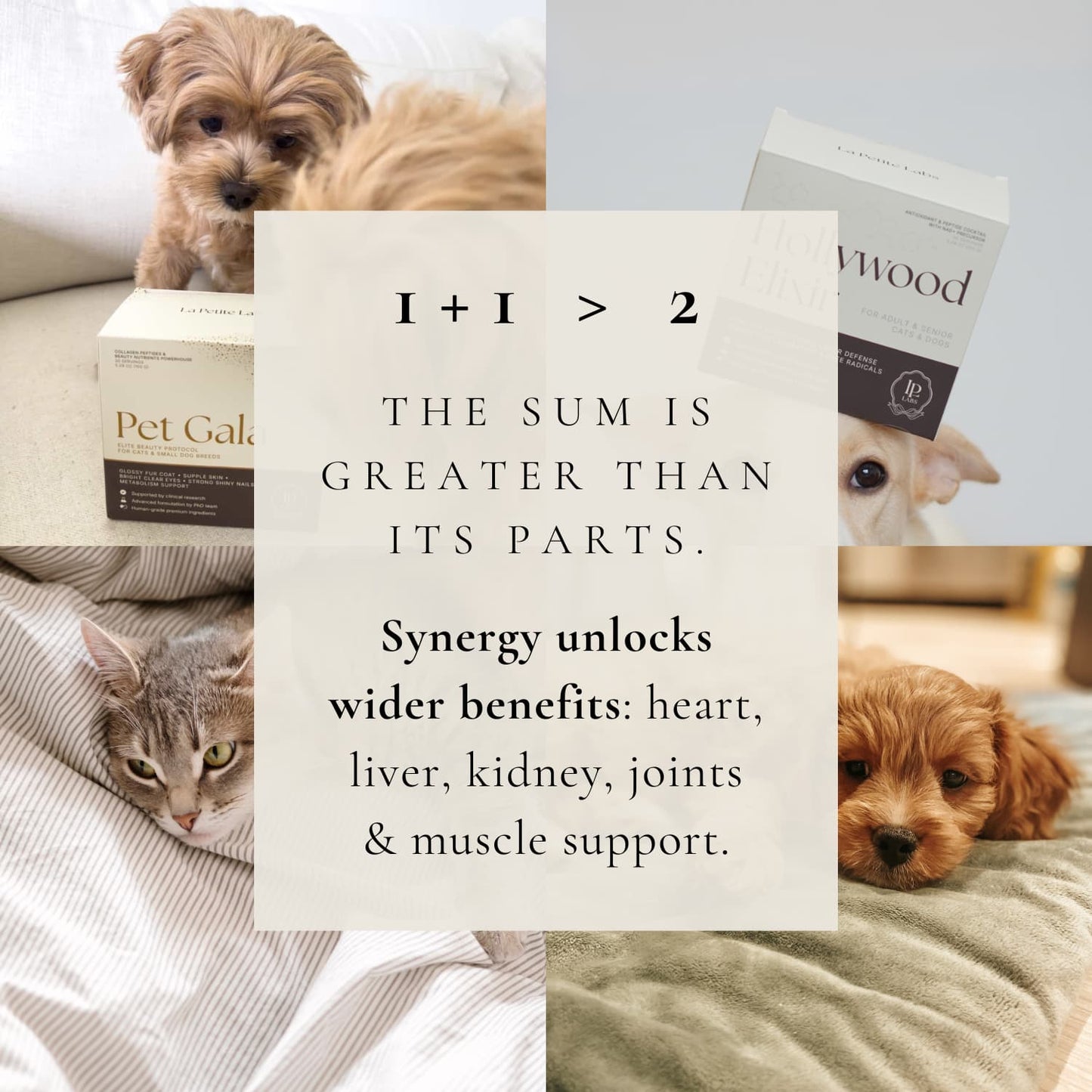 Pampered™: Skin & Soul, Complete Pet Wellness Set