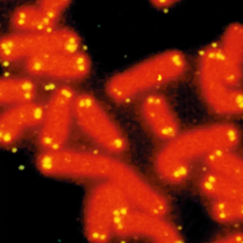 telomere shortening 12 hallmarks of aging in dogs 5