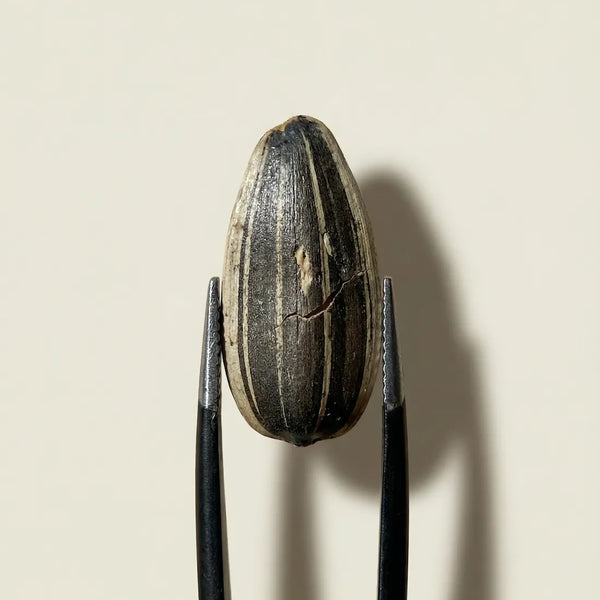 Vitamin E ingredient image