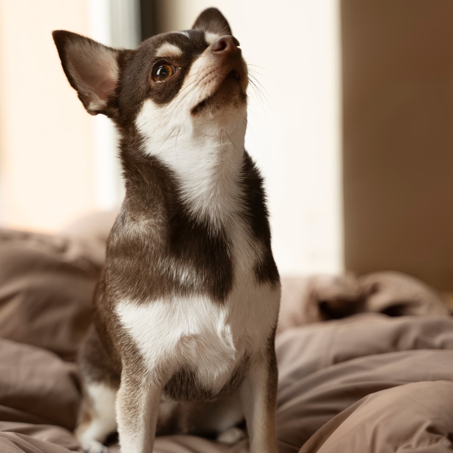 zesty paws healthy aging intro chihuahua