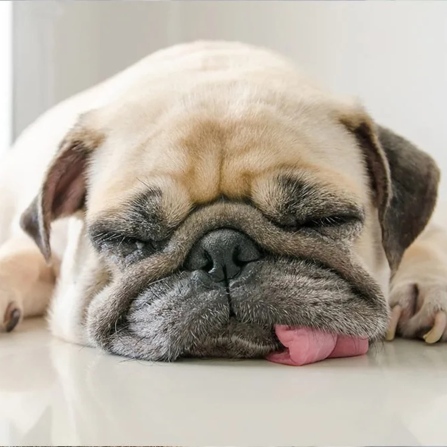 zesty paws healthy aging sad dog