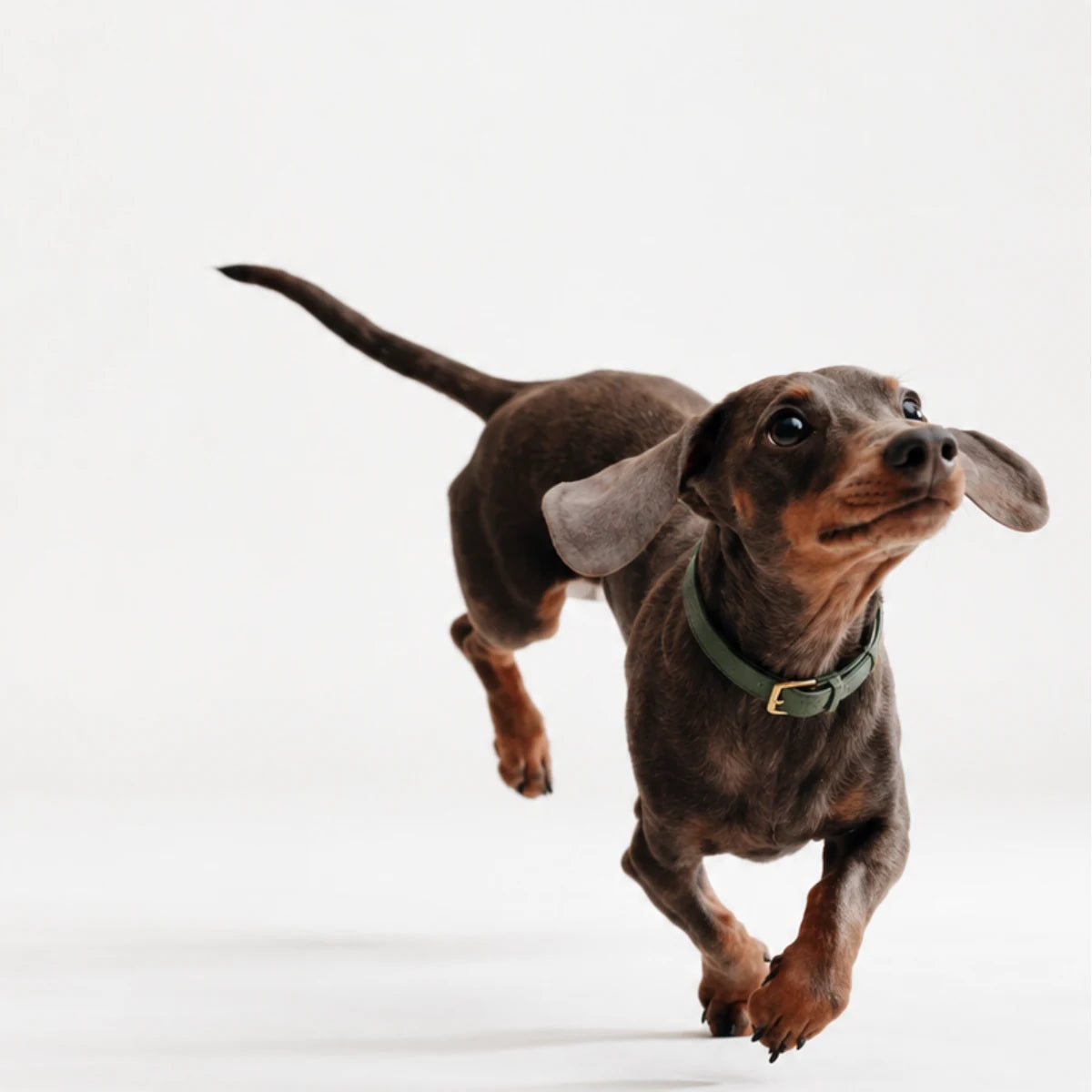 A dachshund running with its ears lifted