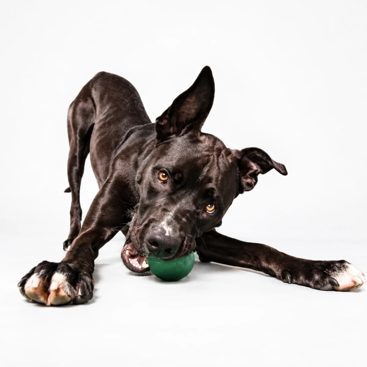 A black dog playing with a green ball