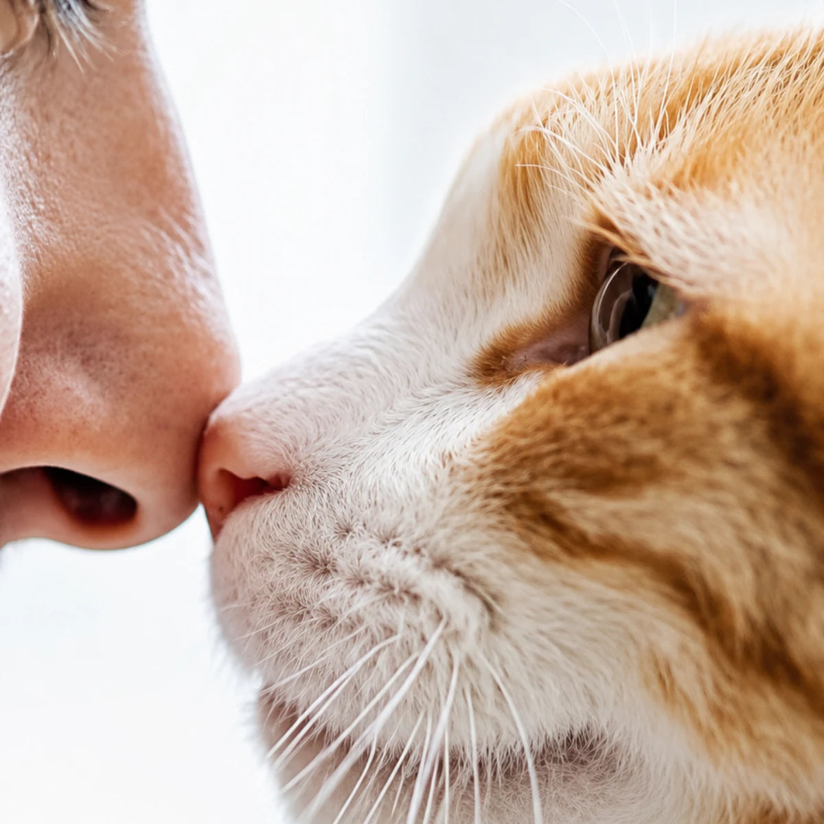 A person touching noses with a ginger and white cat