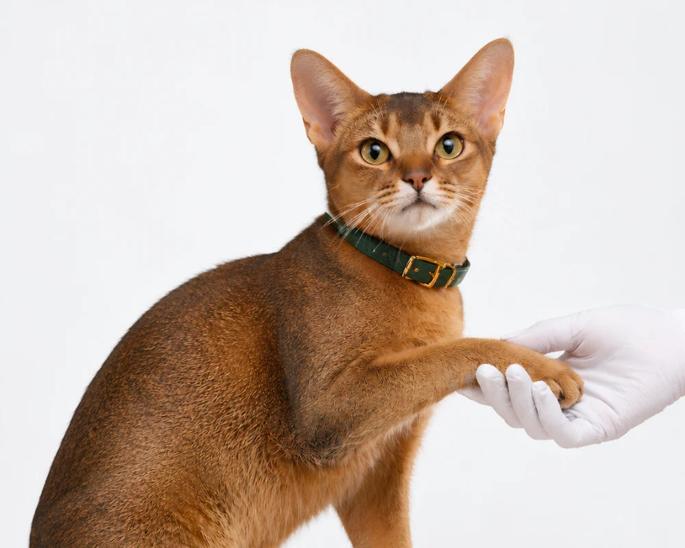 An Abyssinian cat resting its paw in a gloved hand