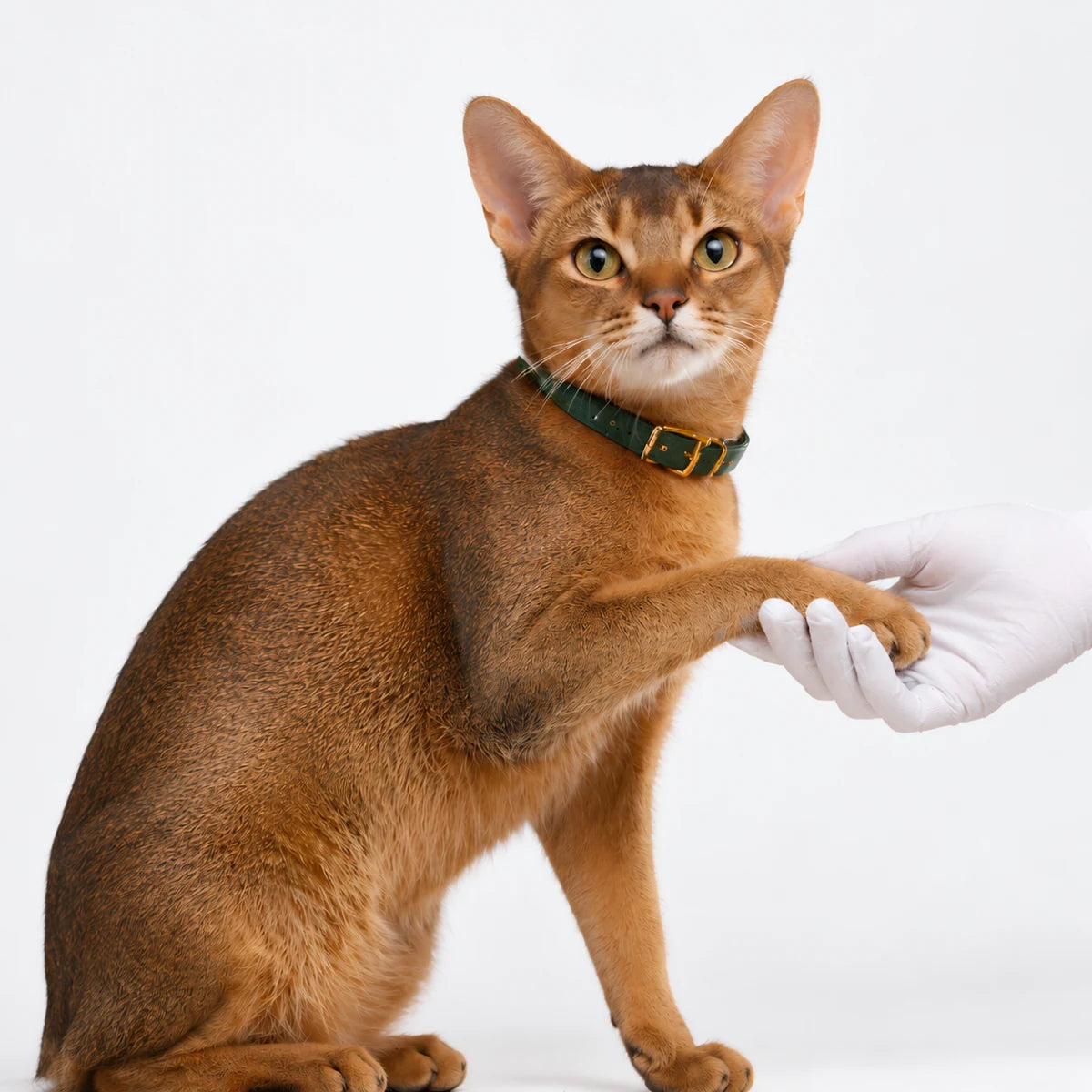 An Abyssinian cat resting its paw in a gloved hand