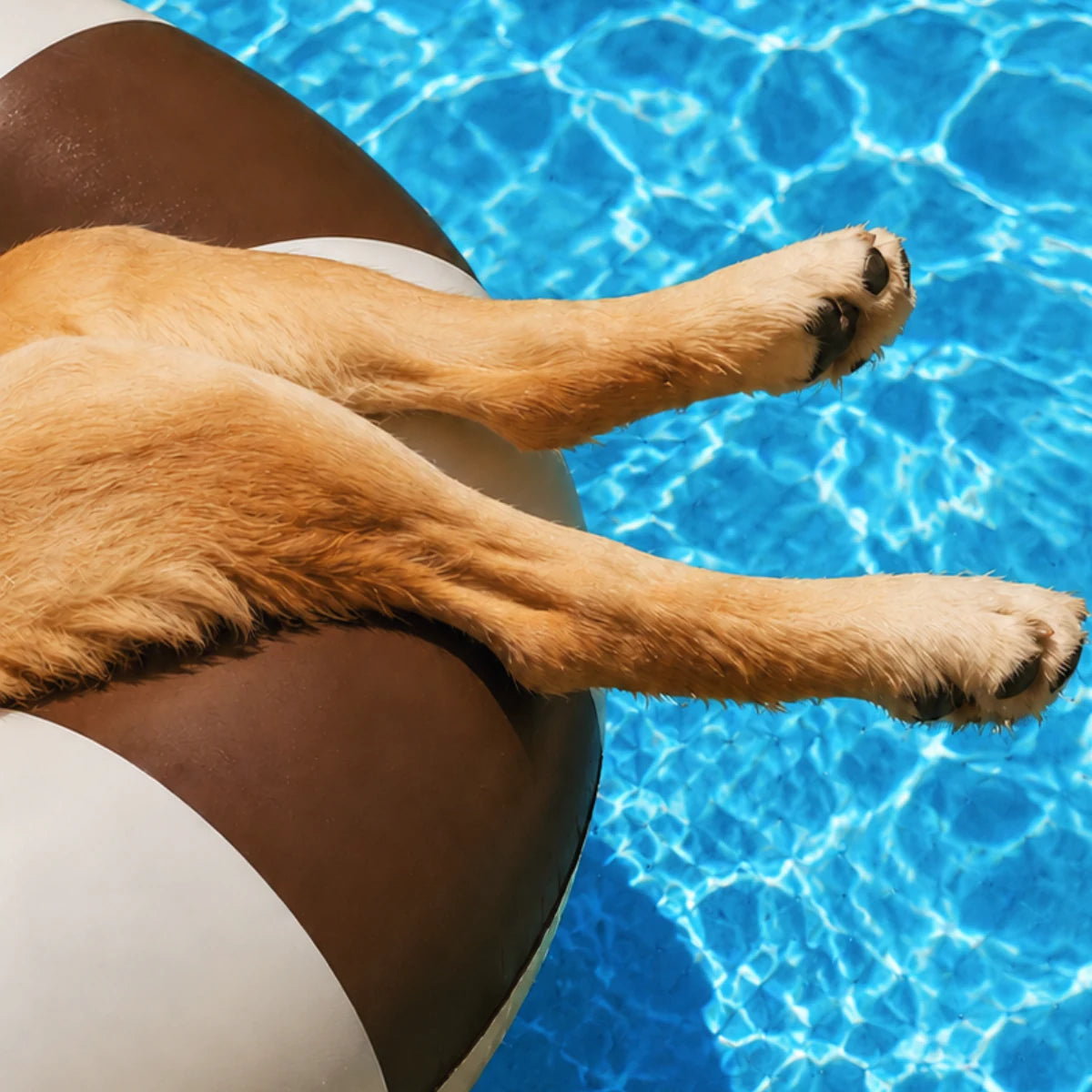 A dog relaxing on a pool float with its paws over blue water