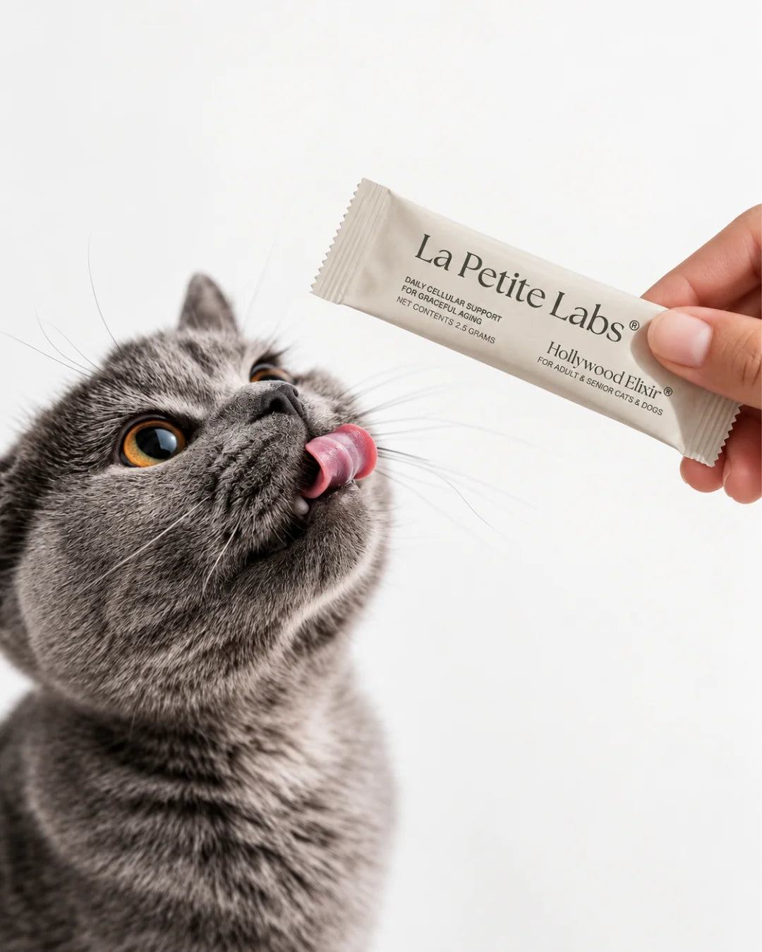 A grey cat licking its lips as a hand offers a Hollywood Elixir sachet