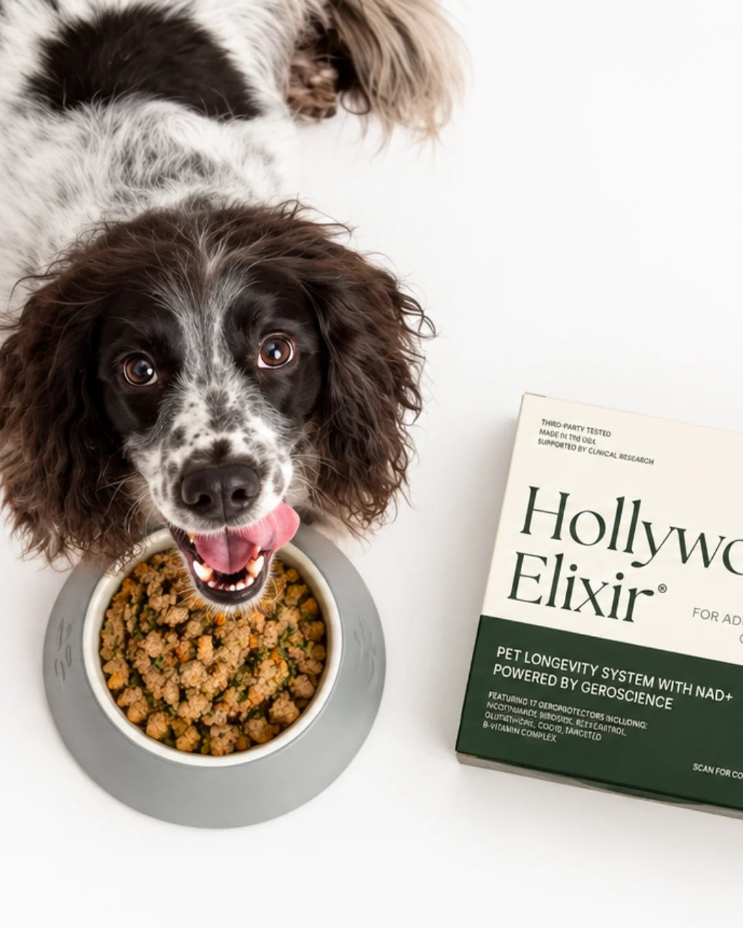 A spaniel looking up from a bowl of food beside a box of Hollywood Elixir