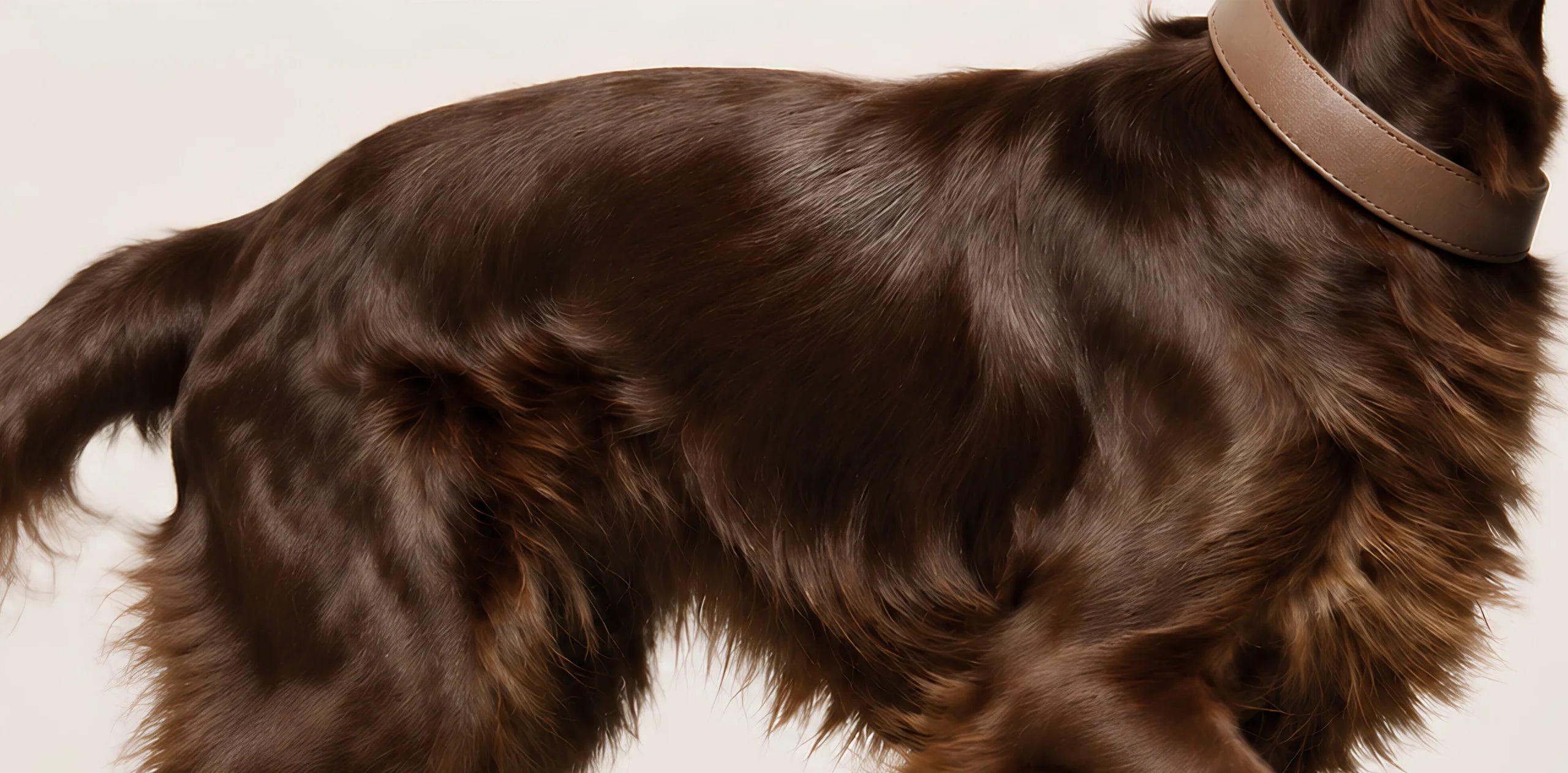 Close study of a glossy chocolate coat on a spaniel