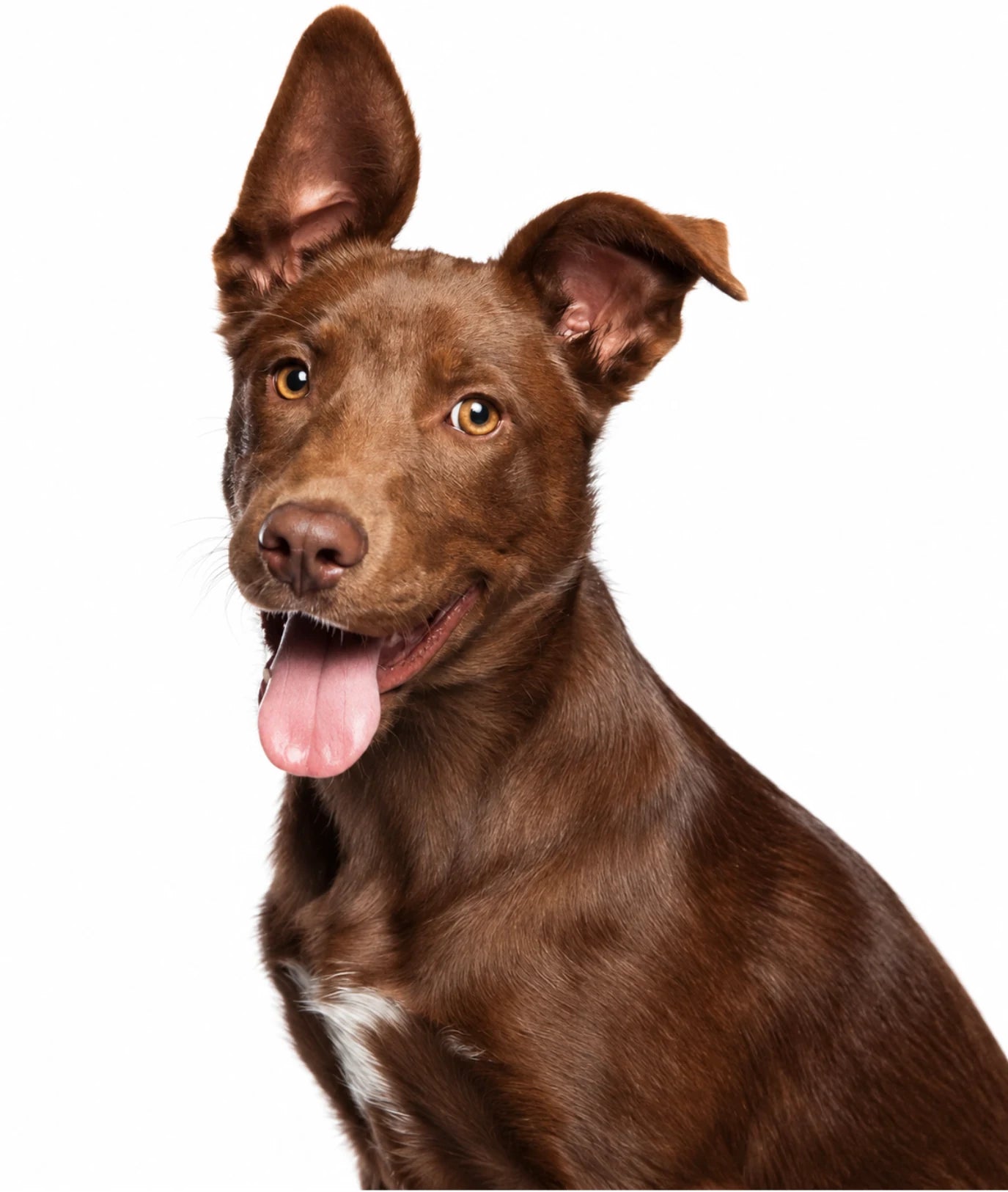 A short-haired brown dog with one ear up, on white