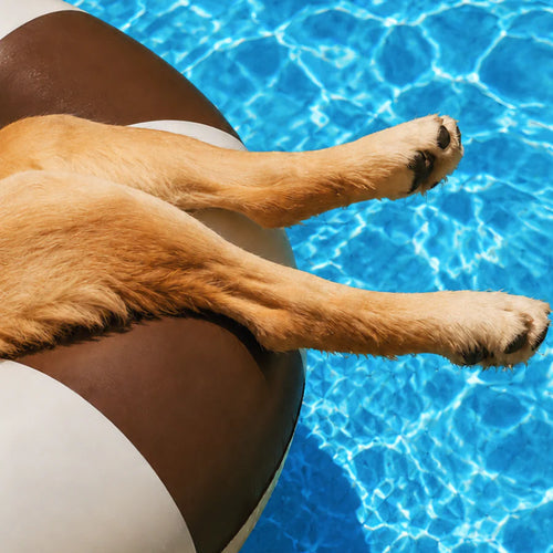 A dog stretched out on a pool float with its paws over the water