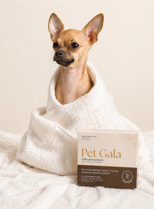 A chihuahua wrapped in a white towel beside a box of Pet Gala