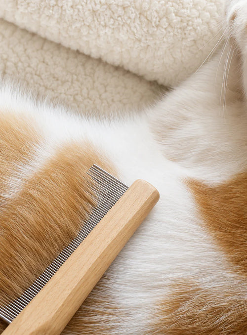 A wooden grooming comb drawn through a ginger and white cat’s fur
