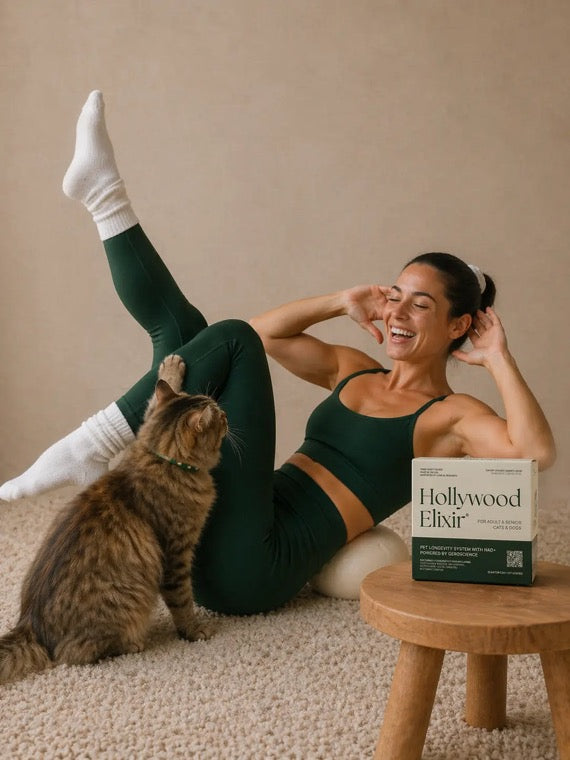 Cat Diet Gap