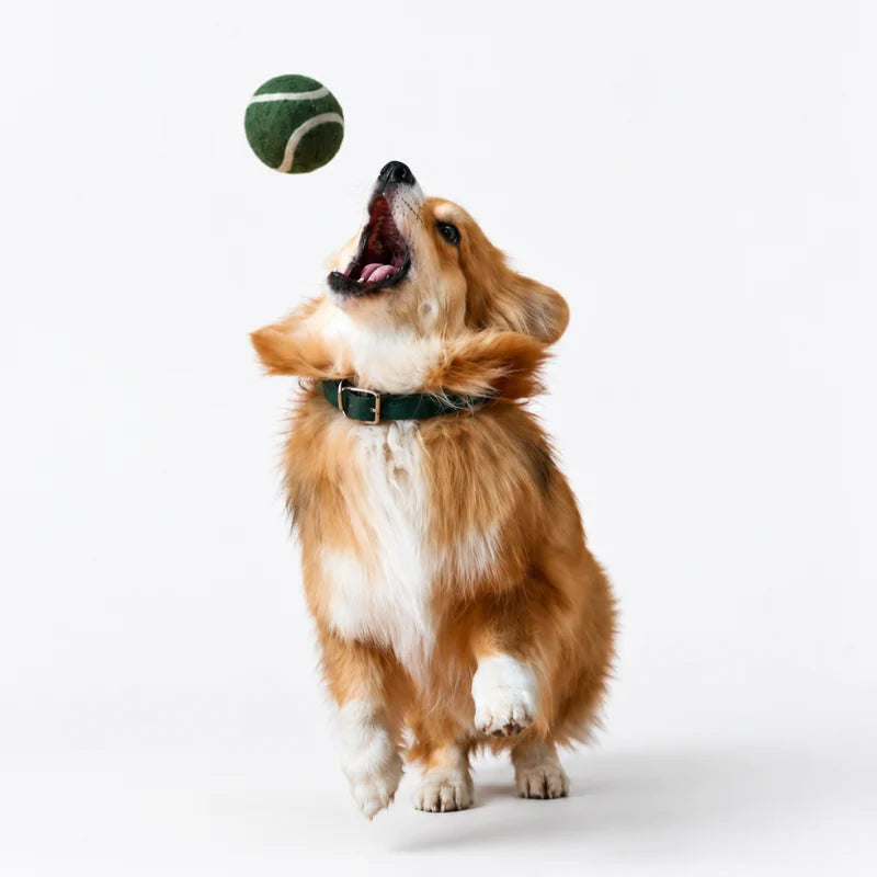 A corgi jumping to catch a tennis ball
