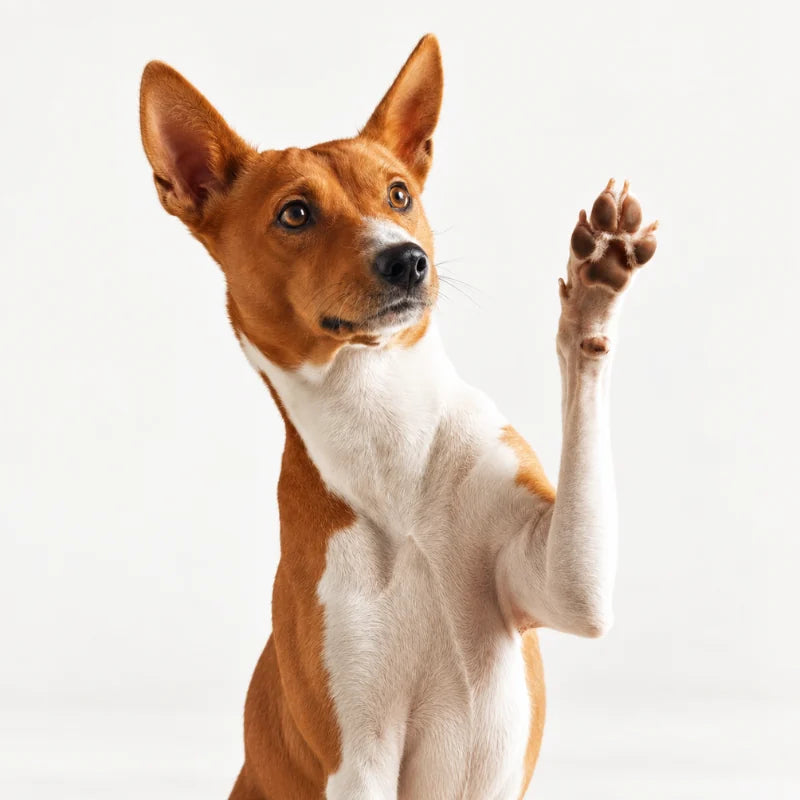 A dog raising its front paw